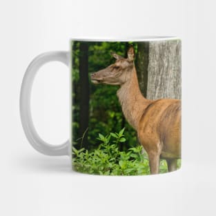 Red Deer Doe And Fawn Mug